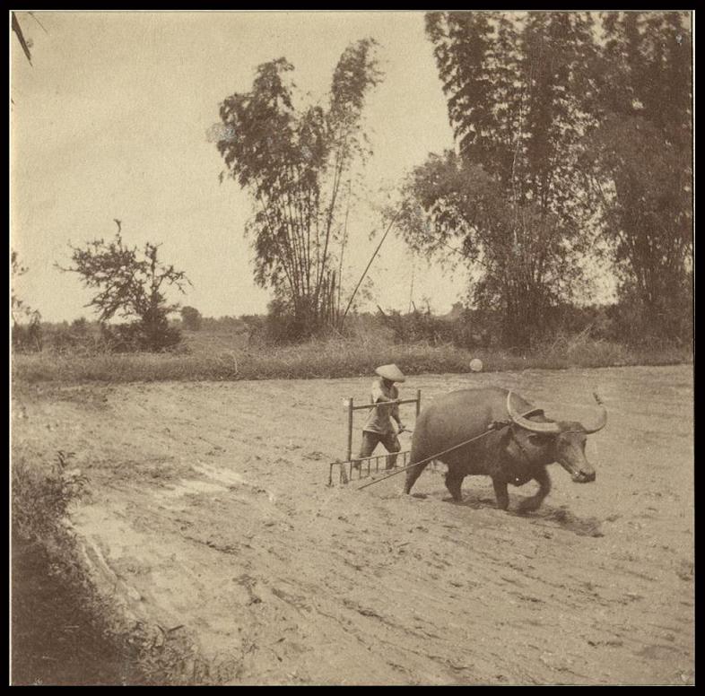 Cultivating rice.