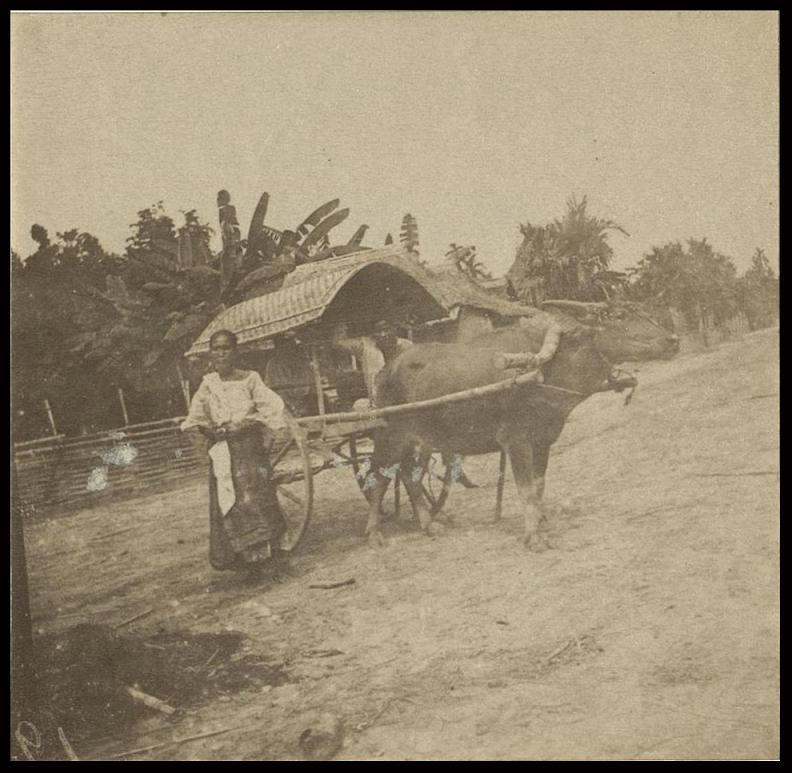 Carabao cart – in the interior.