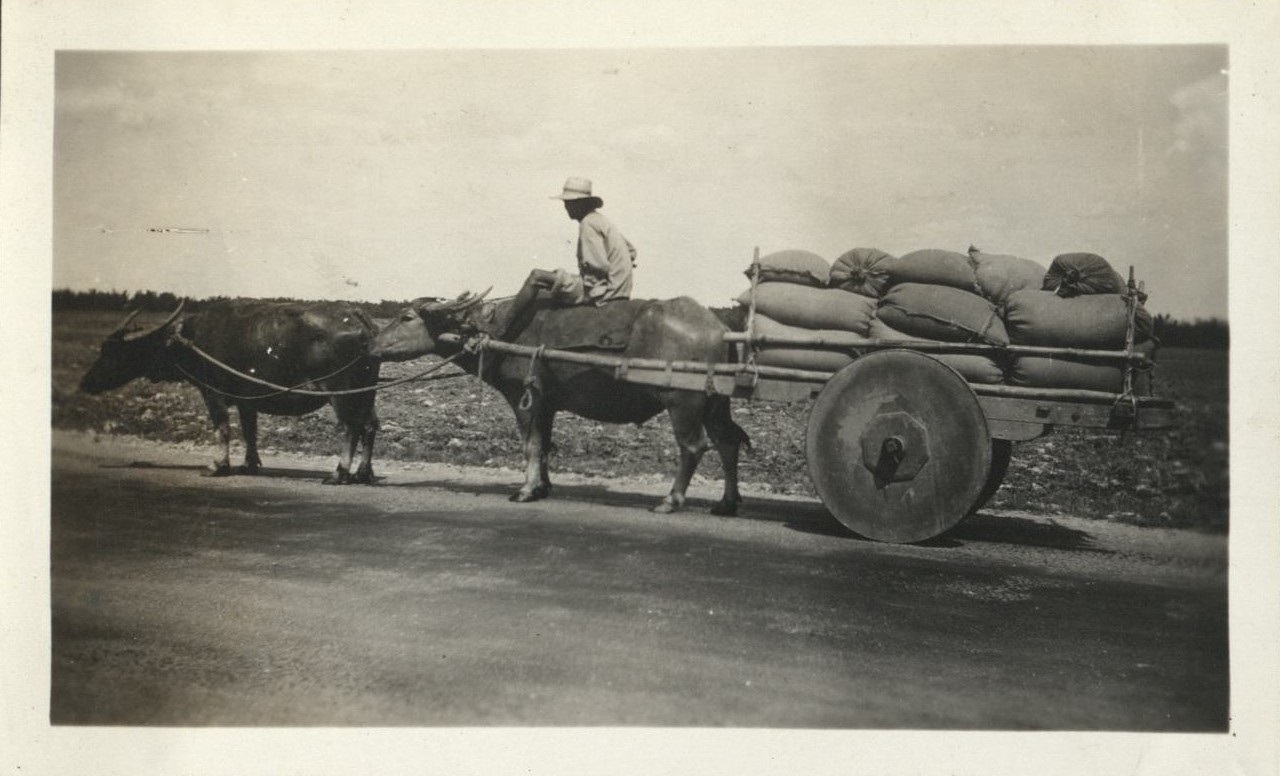 [Untitled – Filipino riding carabao pulling cart on roadside].