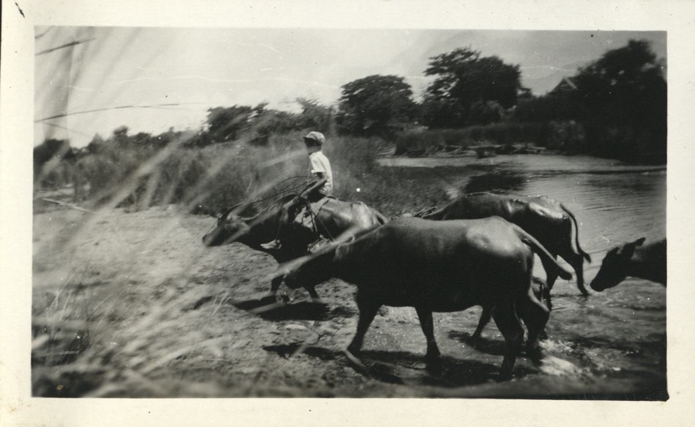 [Untitled – Filipino boy riding carabao out of river].