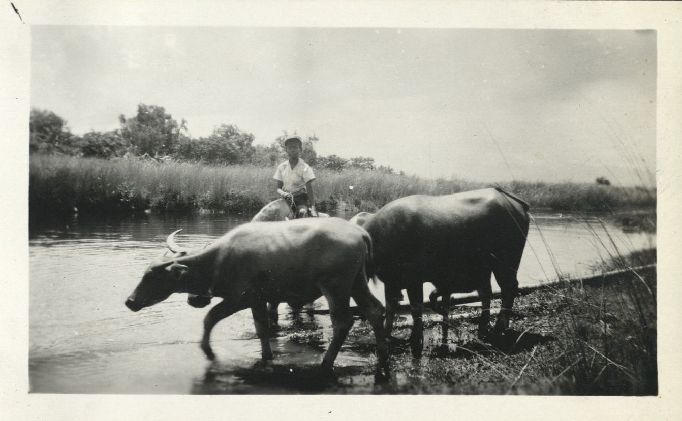 [Untitled – Filipino boy watering carabao in river].