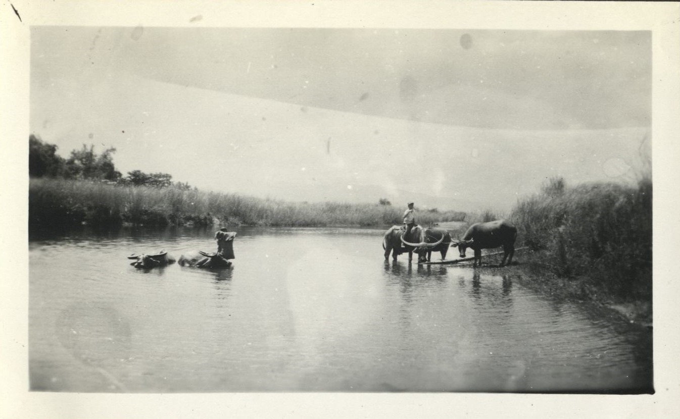 [Untitled – Filipino boy watering carabao in river].