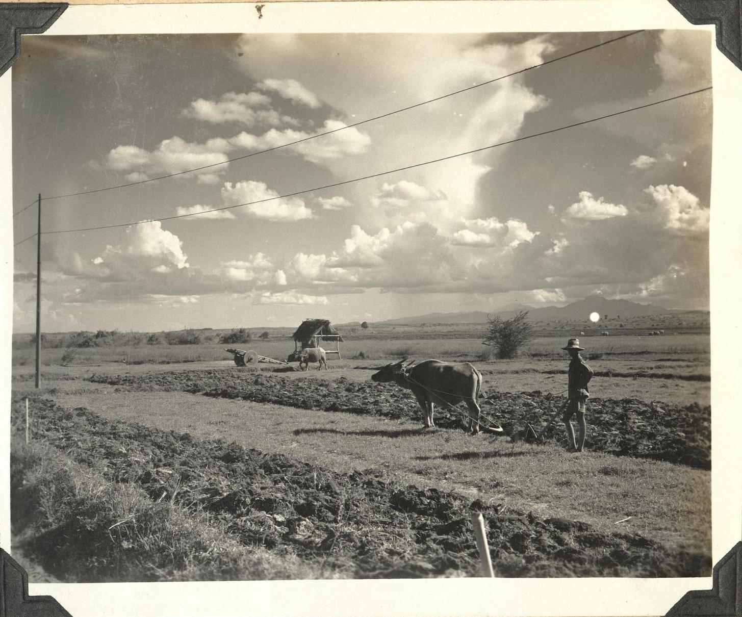Plowing with carabao.