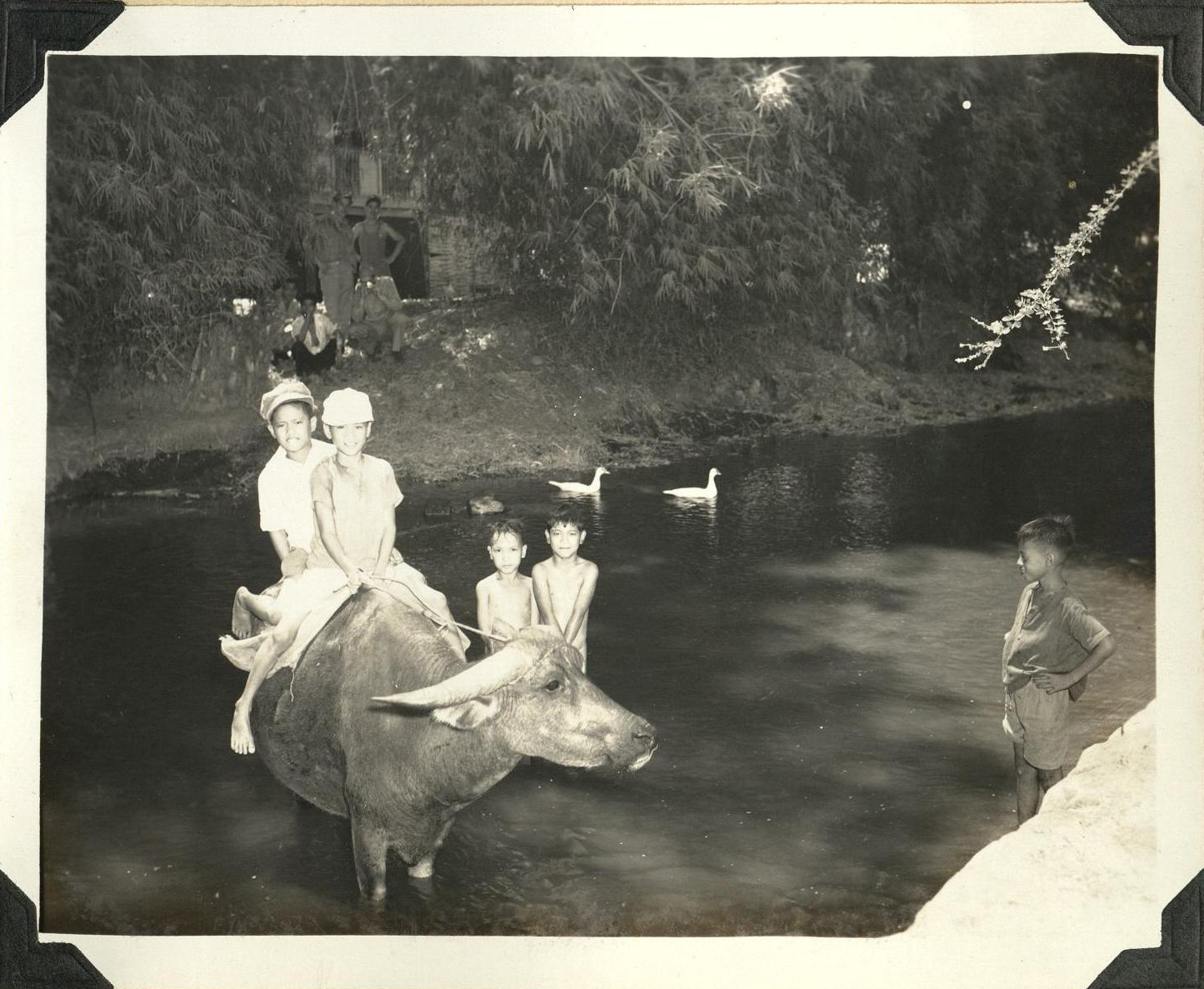 [Untitled – Filipino children ride a carabo in a small river].