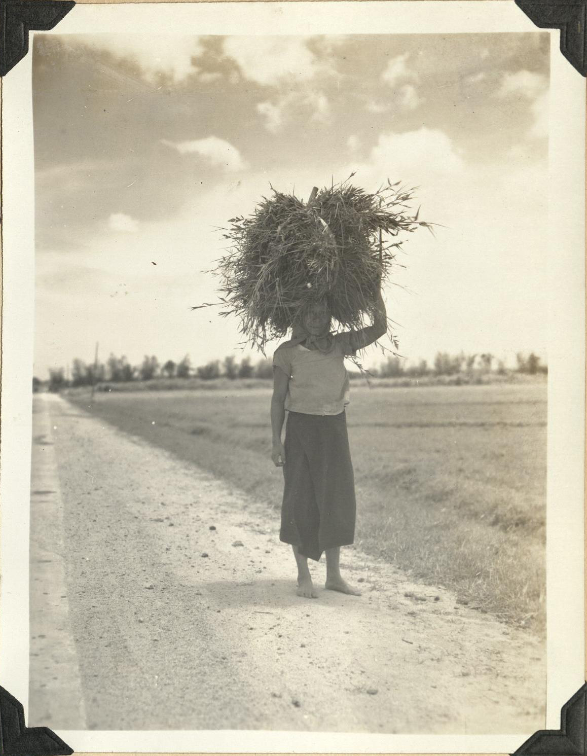 Bringing in rice sheaves.