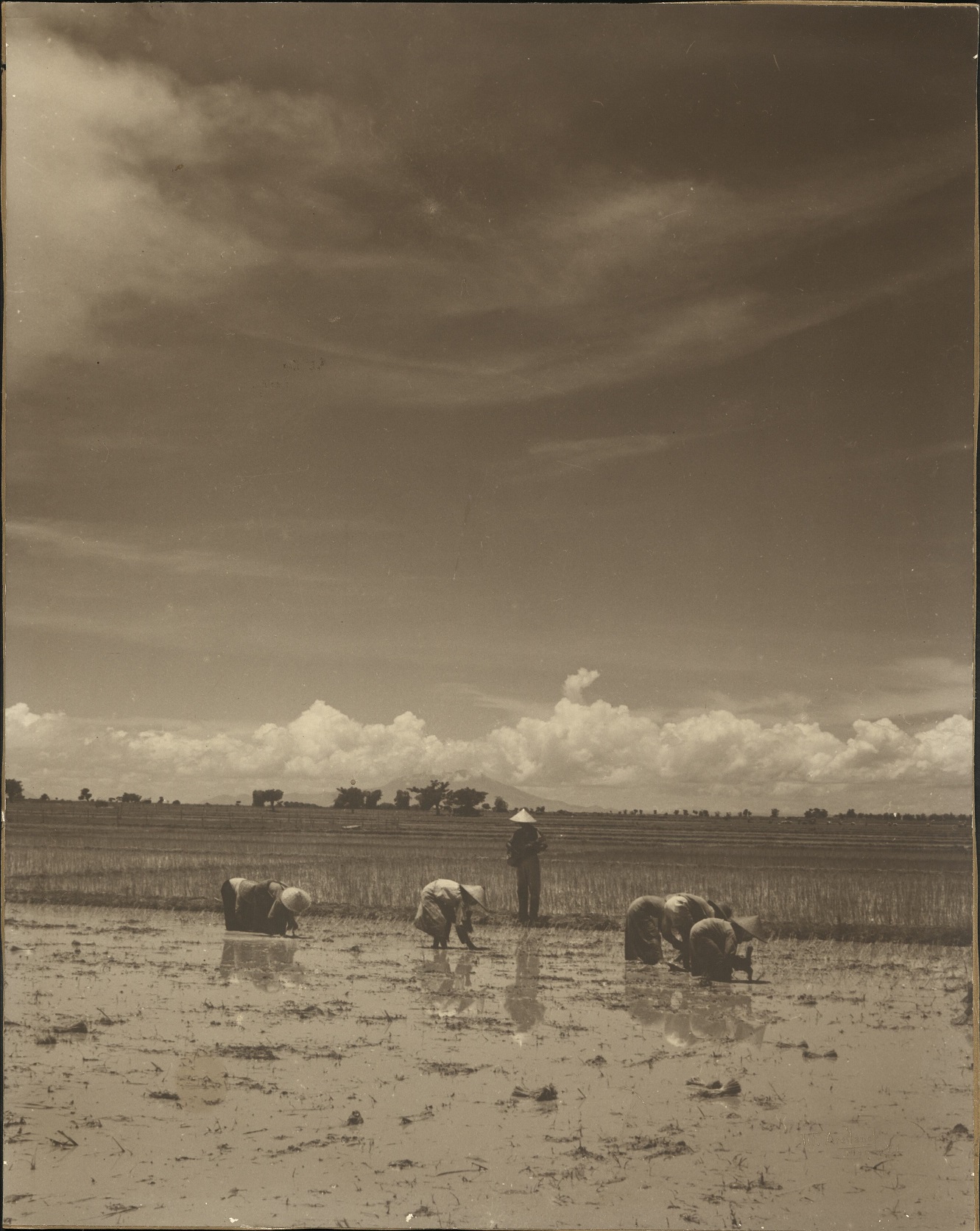 [Untitled – Rice planting in the Philippines].