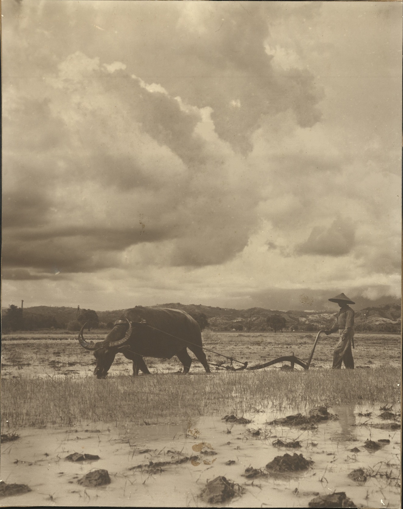 [Untitled – Plowing a rice paddy with carabao].
