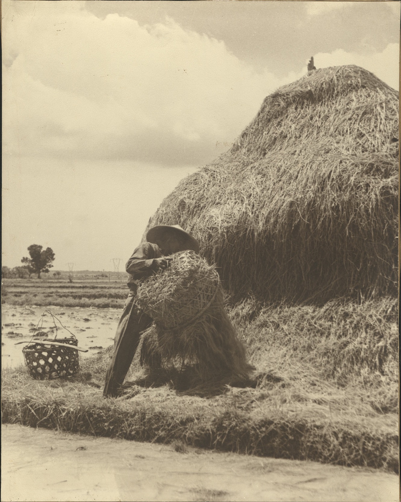 [Untitled – Rice harvest].