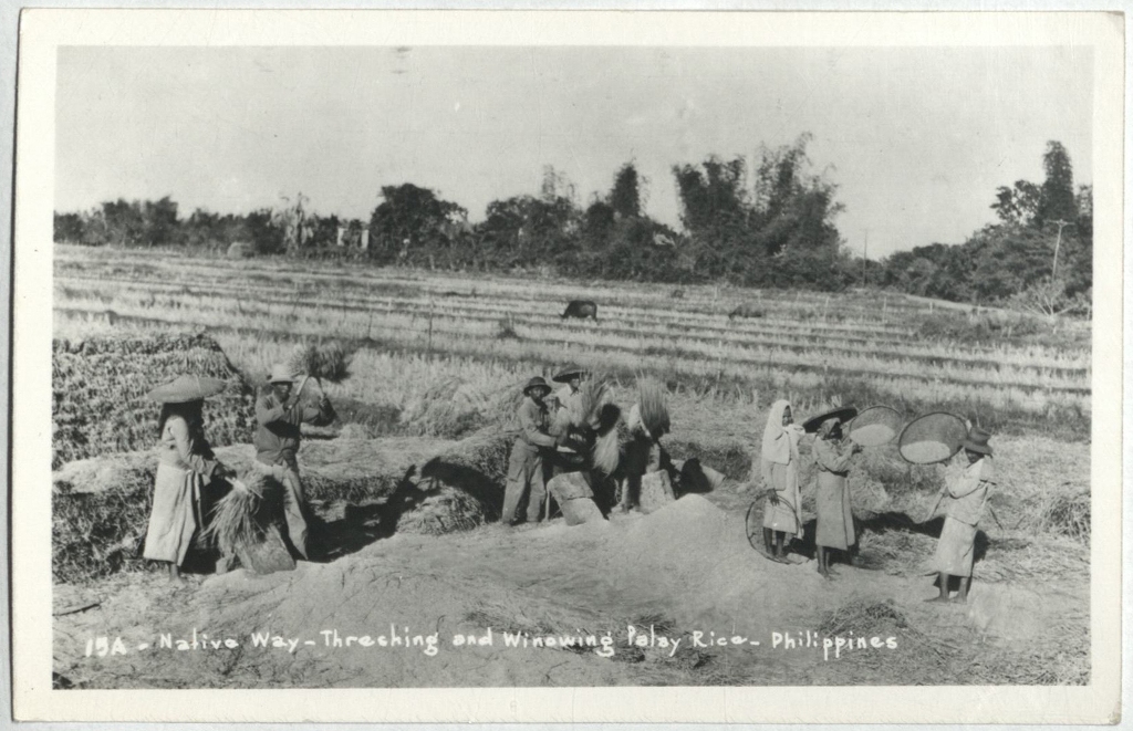 15A – Native way – Threshing and winowing [winnowing] palay rice – Philippines.