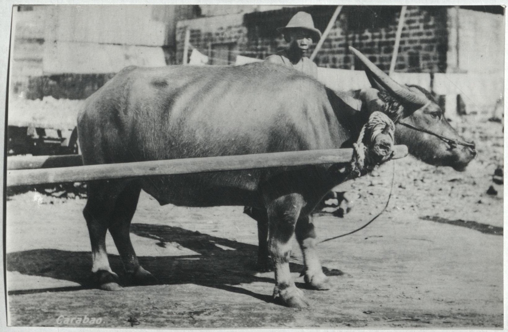 Carabao.