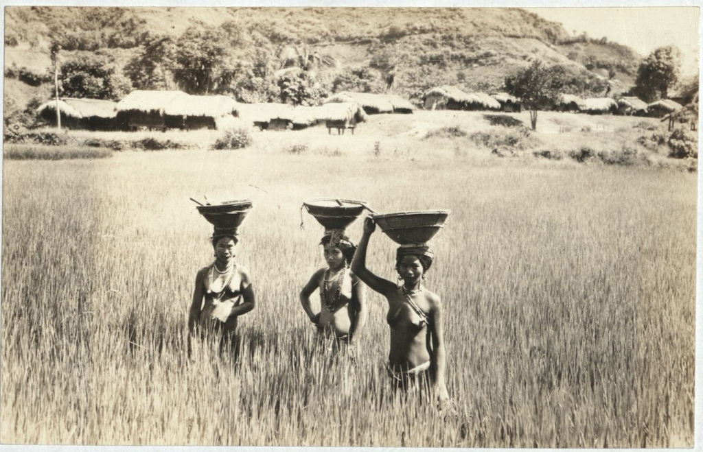 [Untitled – Three indigenous women in rice field].