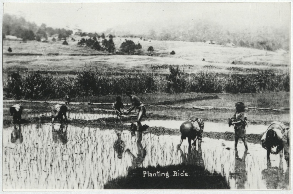 Planting rice.