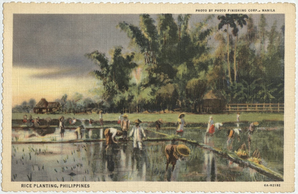 Rice planting, Philippines.