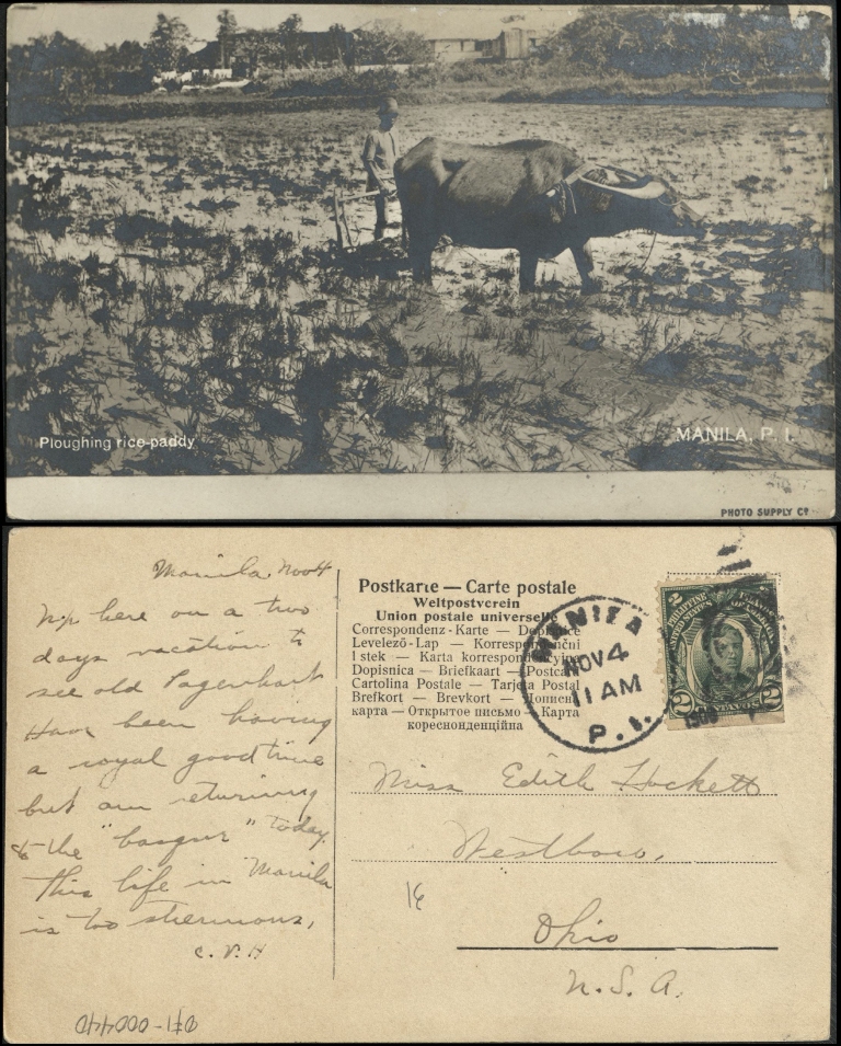 Ploughing [Plowing] rice-paddy.