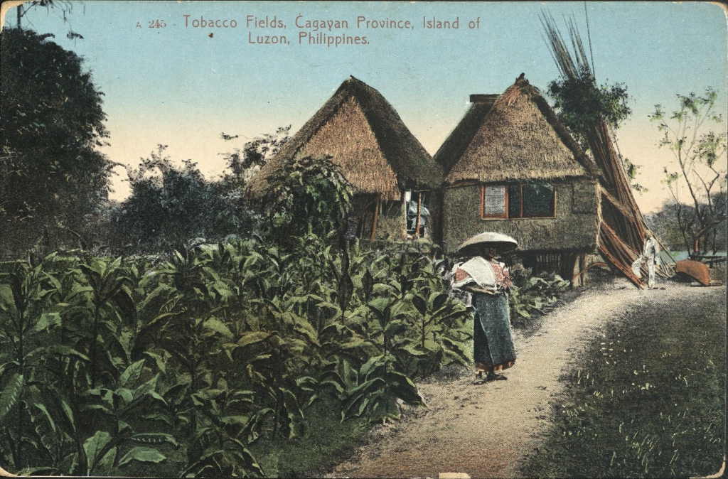 A 245 – Tobacco Fields, Cagayan Province, Island of Luzon, Philippines.