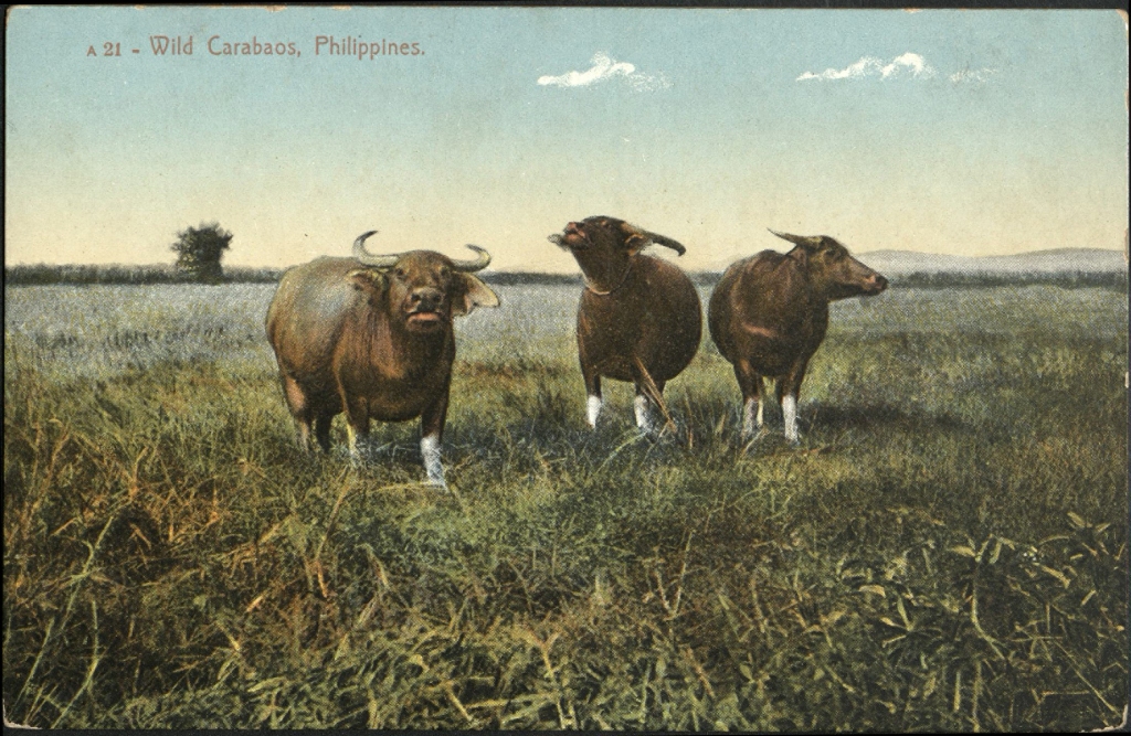 A 21 ï¿½ Wild carabaos, Philippines.