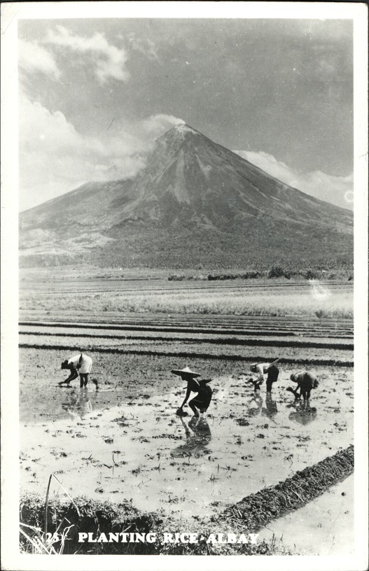 25. Planting Rice, Albay.