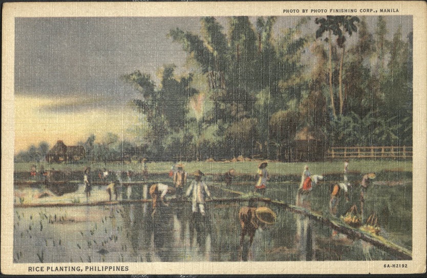 Rice planting, Philippines.