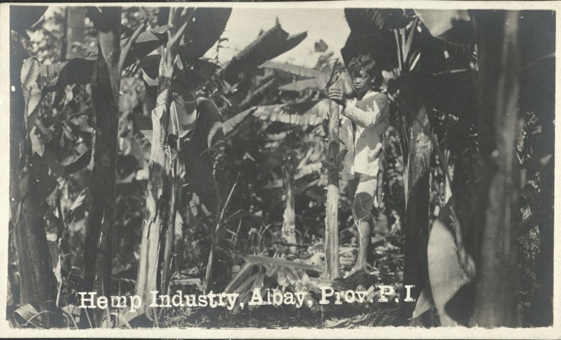 Hemp industry, Albay Prov. [Province] P. I.