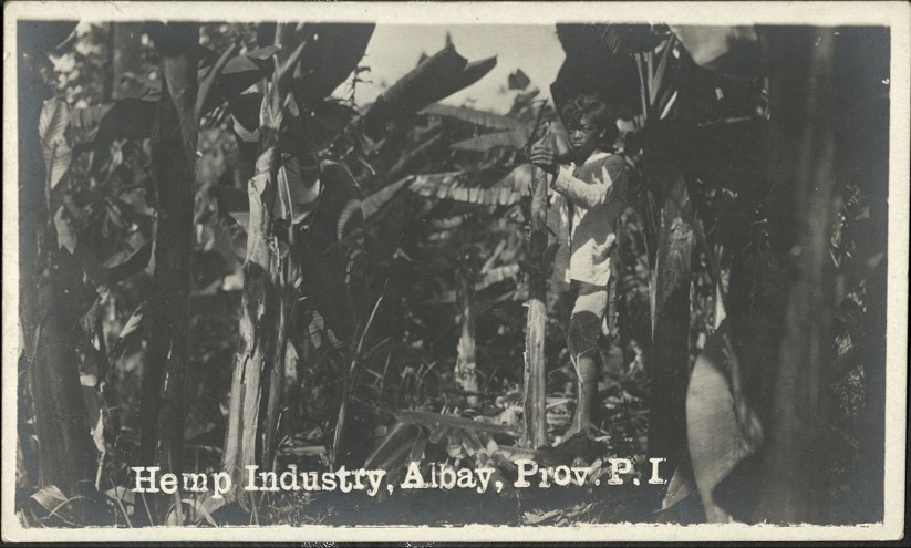 Hemp industry, Albay Prov. [Province] P. I.