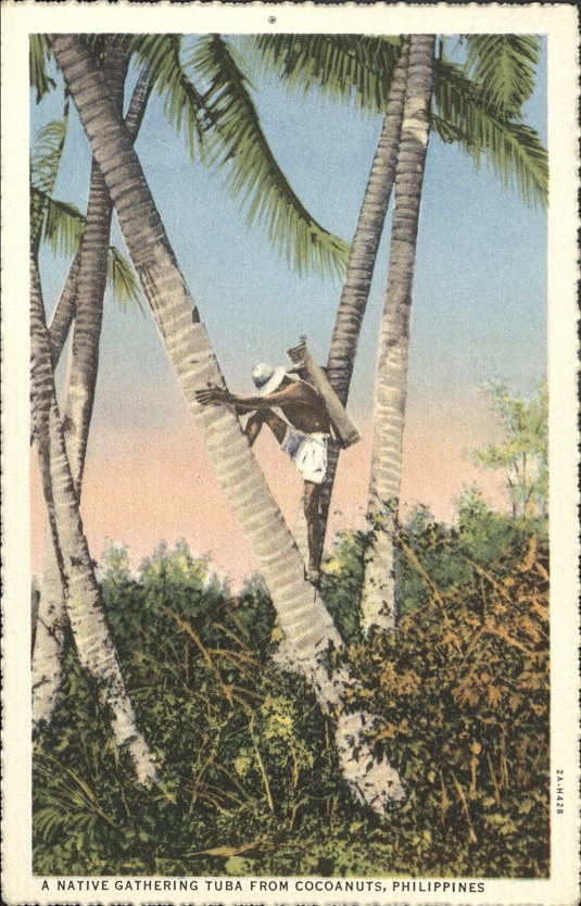 A native gathering tuba from cocoanuts, Philippine Islands.