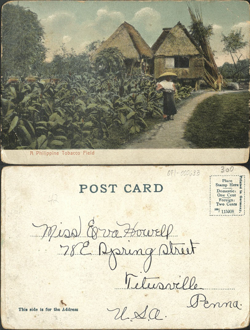 A Philippine Tobacco Field.