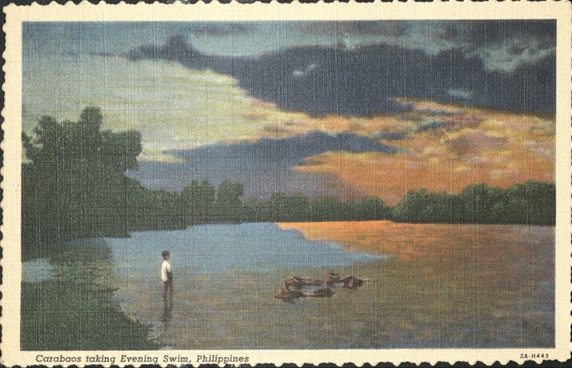 Carabaos taking evening swim, Philippines.