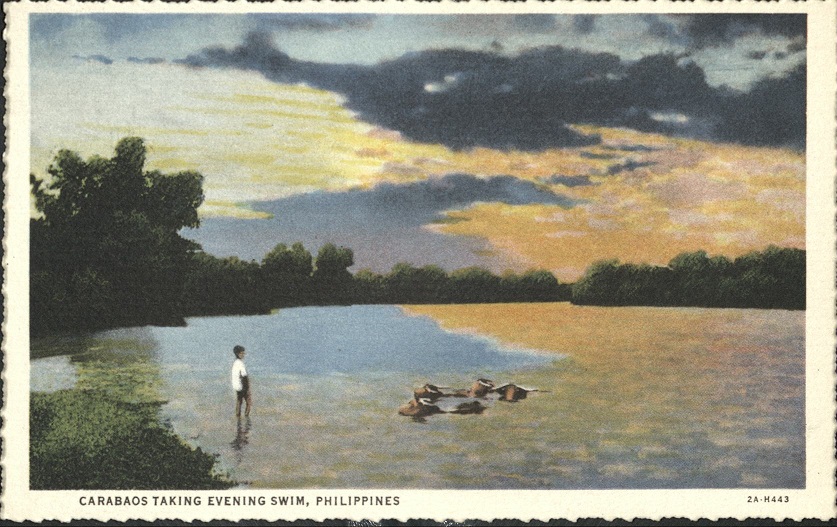 Carabaos taking evening swim, Philippines.