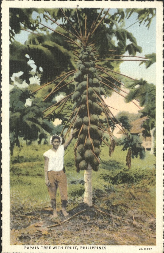 Papaya tree with fruit, Philippines.