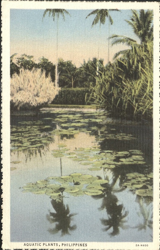 Aquatic plants, Philippines.