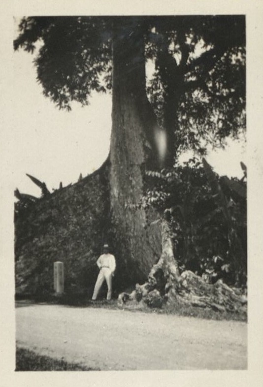 Dad [Harry Hawkins, Sr.] in front of a big mahogany tree,