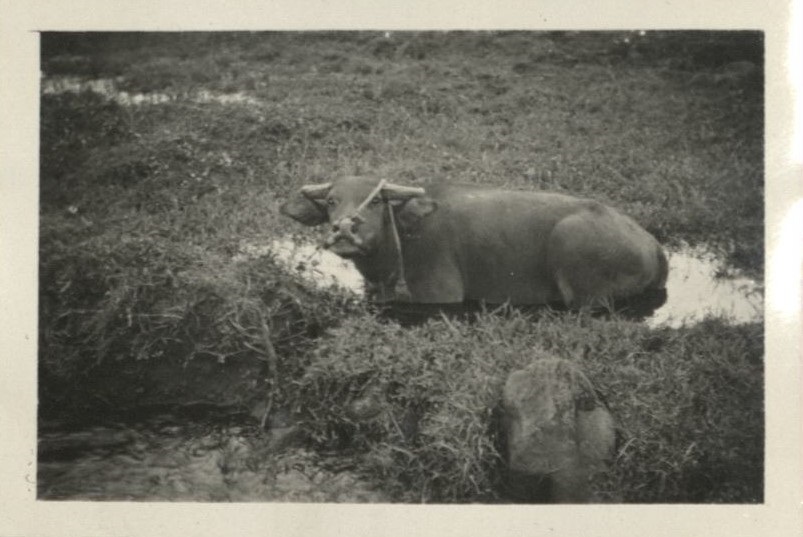 A carabao taking his daily wetting.