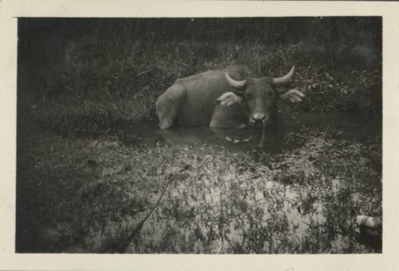 A carabao taking his bath.