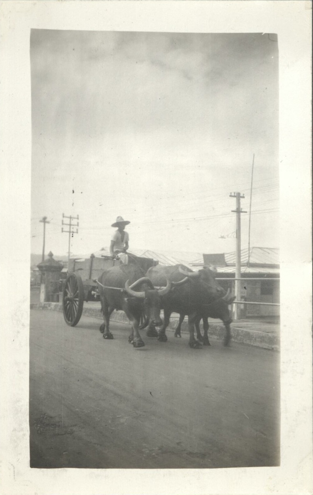 A three carabao team.