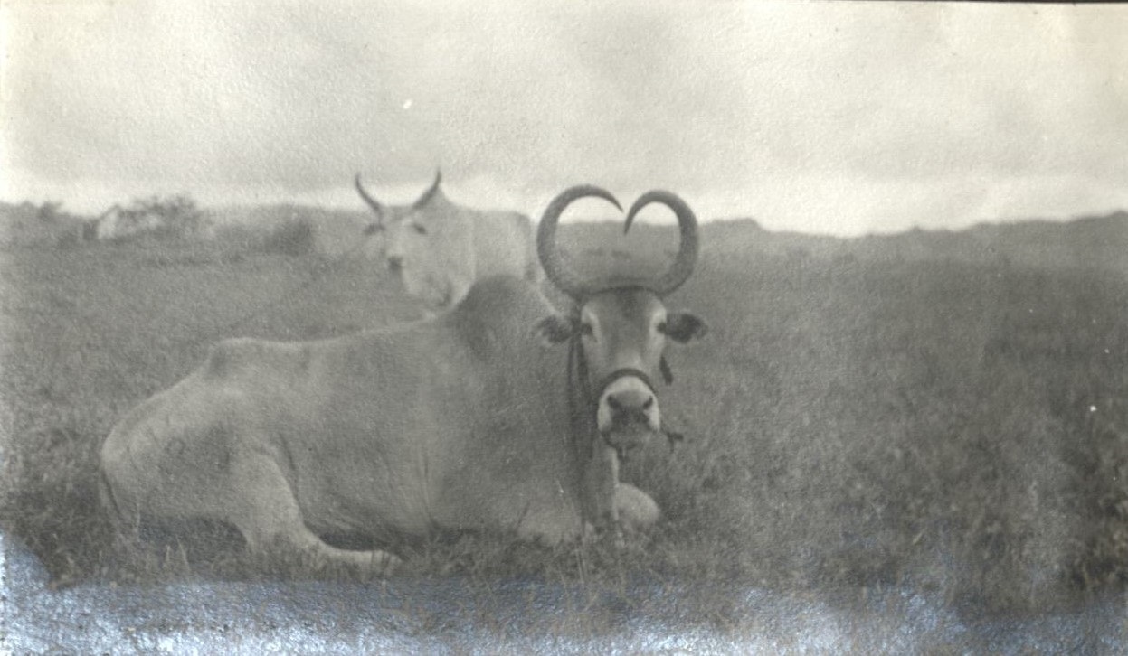 The contented bull.