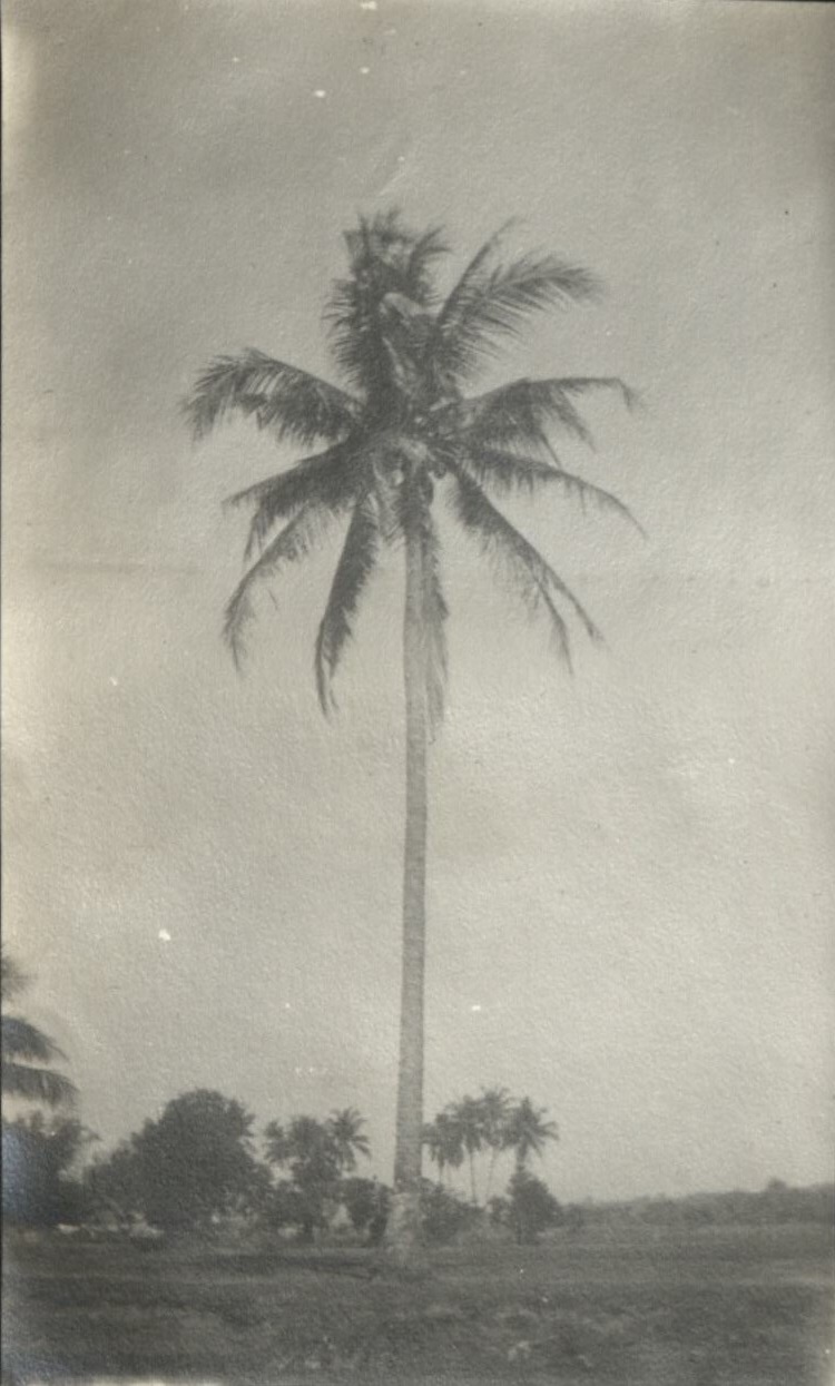A coconut palm.
