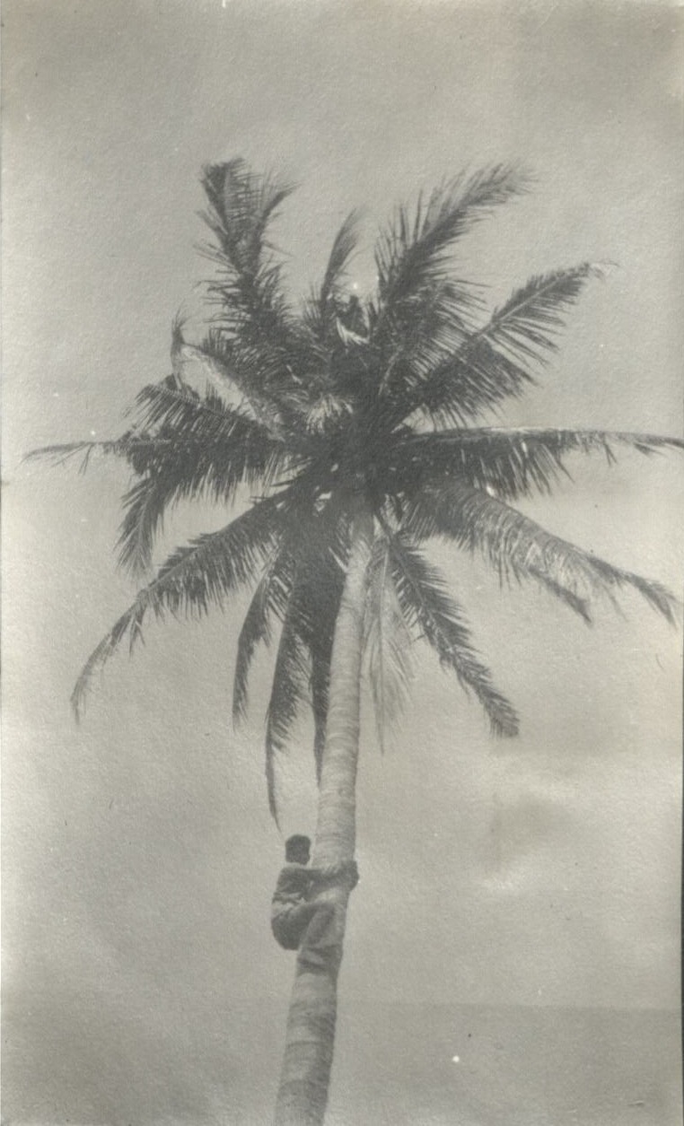 Climbing for coconuts.