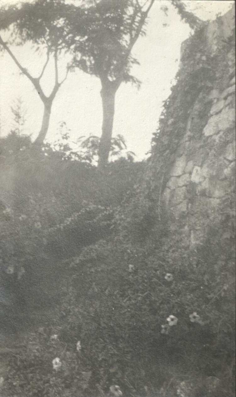 A vine-covered wall.