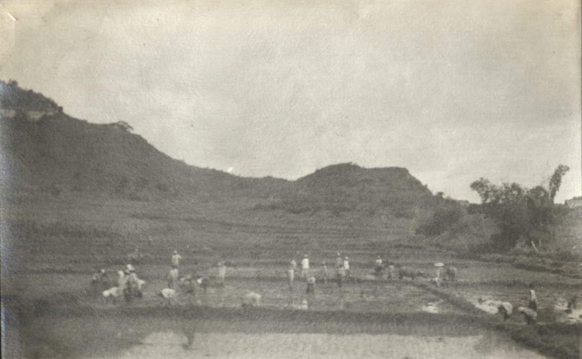 Planting rice.