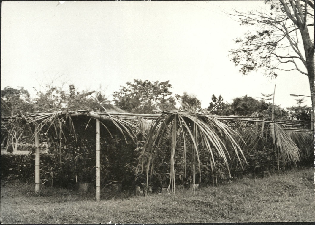 Fruit tree nursery, Lambunao, Iloilo, Philippines.
