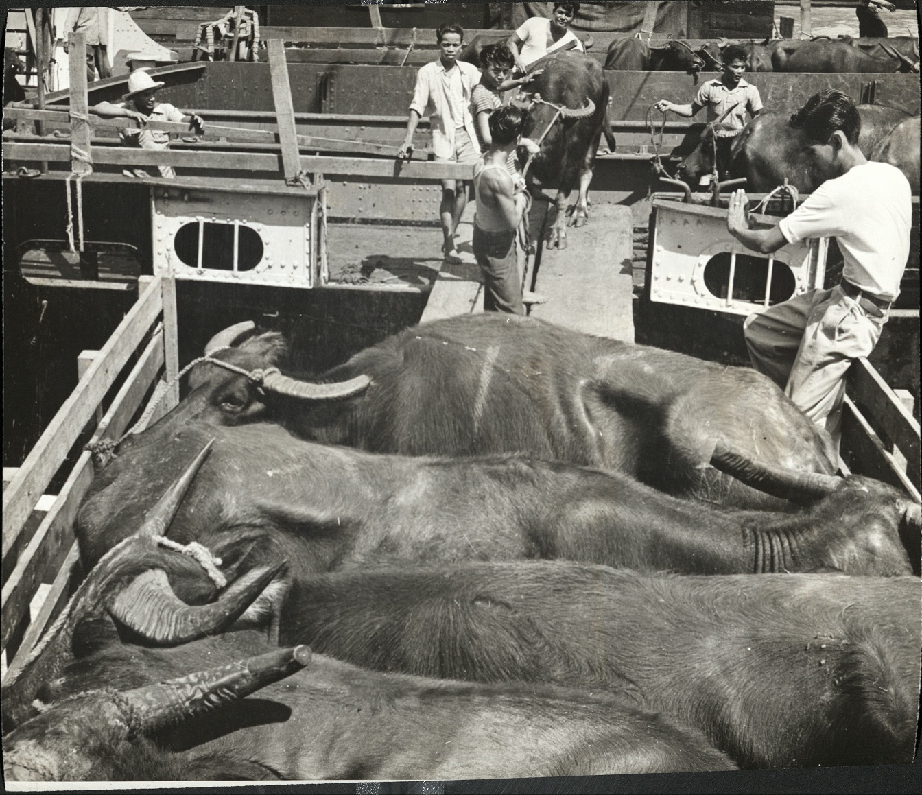 36. PHILIPPINES: Transporting carabao for the slaughter house near Manila. Jacobs – 1214.