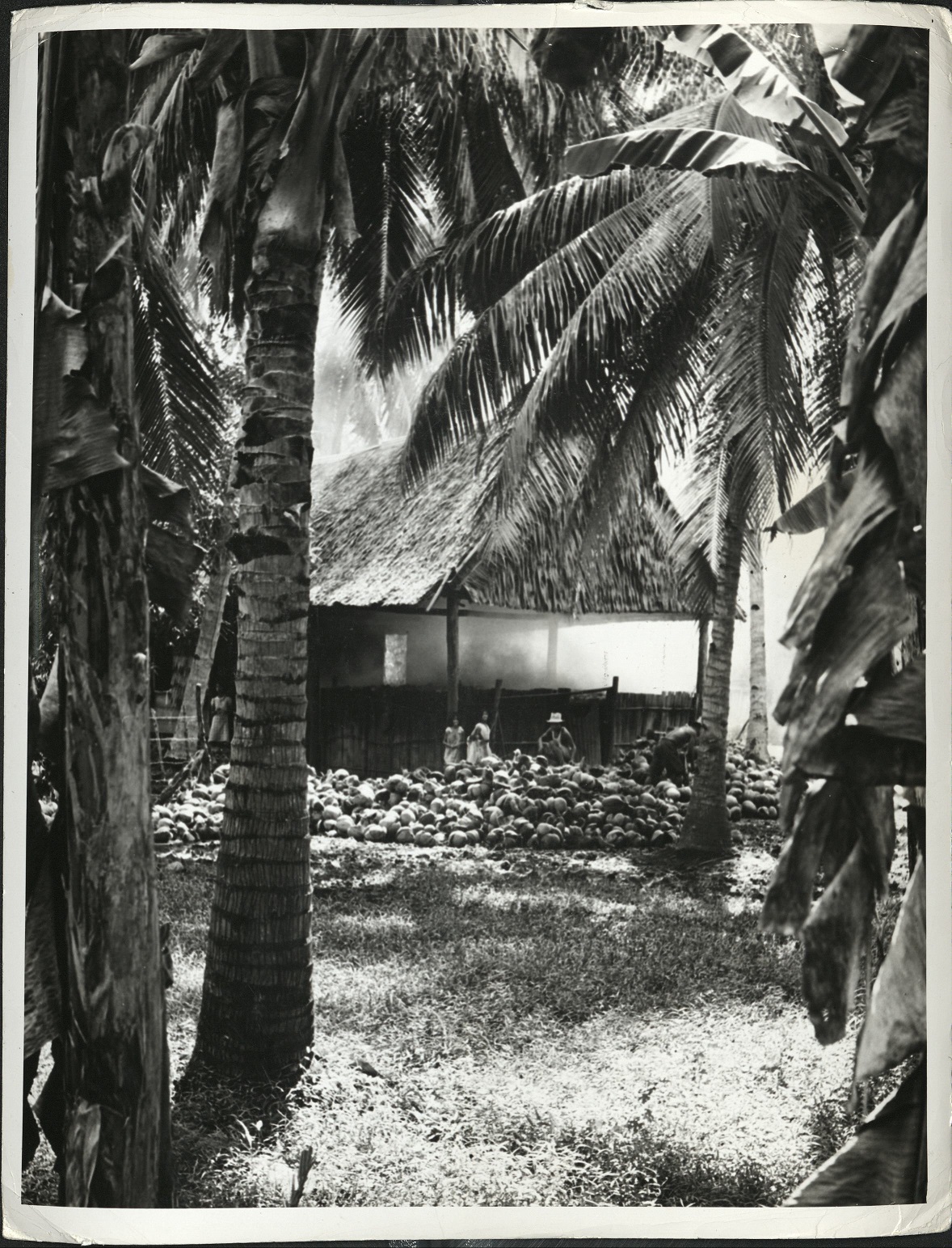 319. PHILIPPINES. Cocoanuts [coconuts] laid out for drying. The meat is dried in smoke in order to make copra.