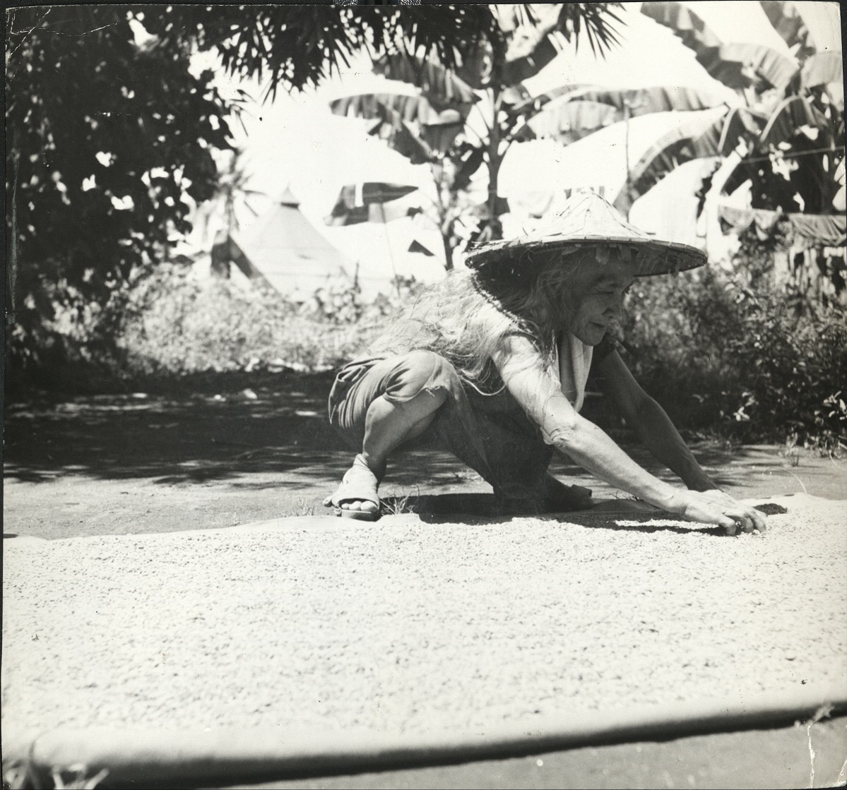 P 30A. Filipino woman spreads wheat [sic] out for drying before grinding… Leyte.