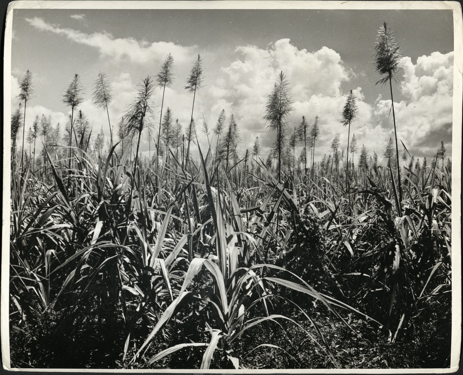 30. PHILIPPINES – Flower of the Badilla cane at the time it is ready for harvesting, near Occ. [Occidental – western] Negros.