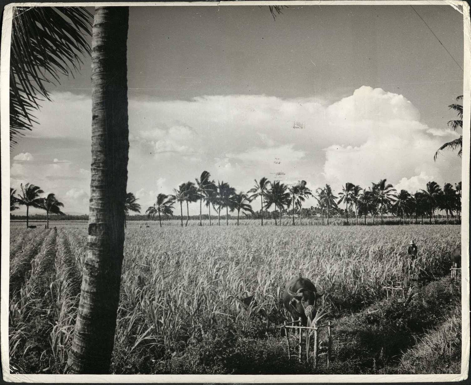 76. PHILIPPINES – A field of young cane at Occ. [Occidental – western] Negros.