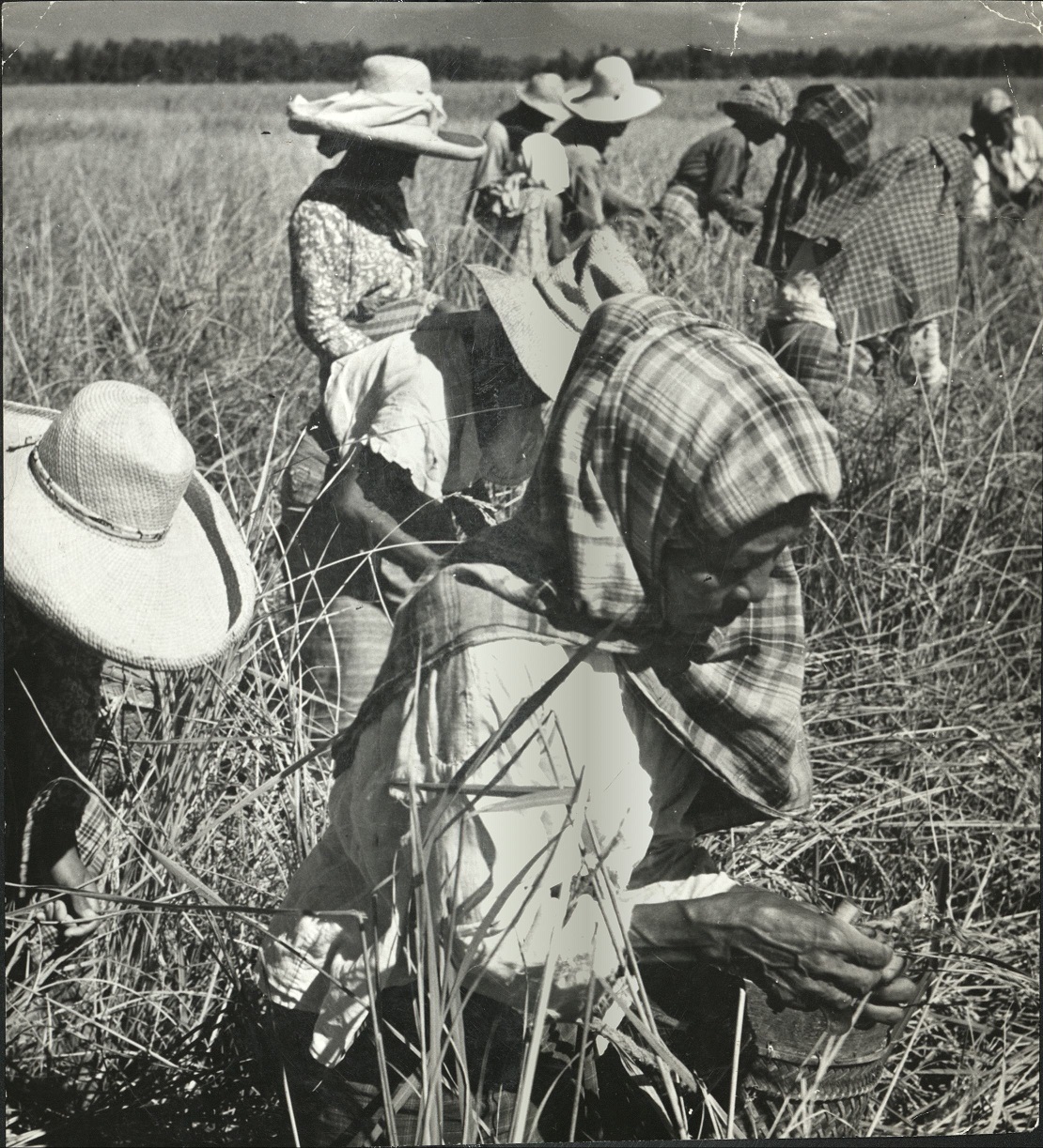 Field workers harvesting the rice crop on the Island of Negros, Philippines.