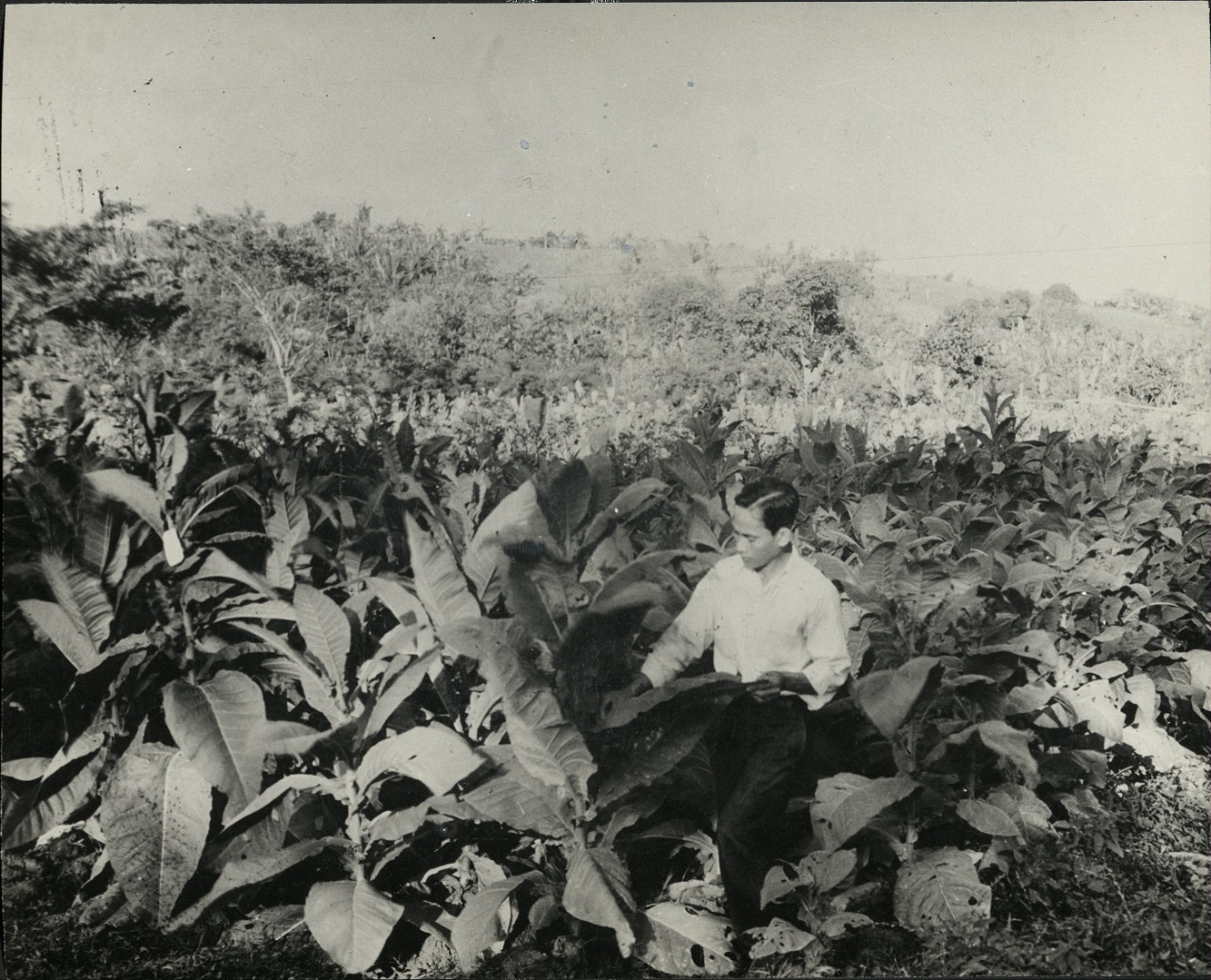 172. PHILIPPINES. View of strain selection of tobacco.