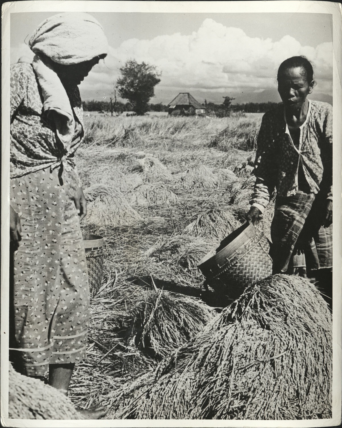 256. PHILIPPINES – Bringing in the rice harvest on Luzon.