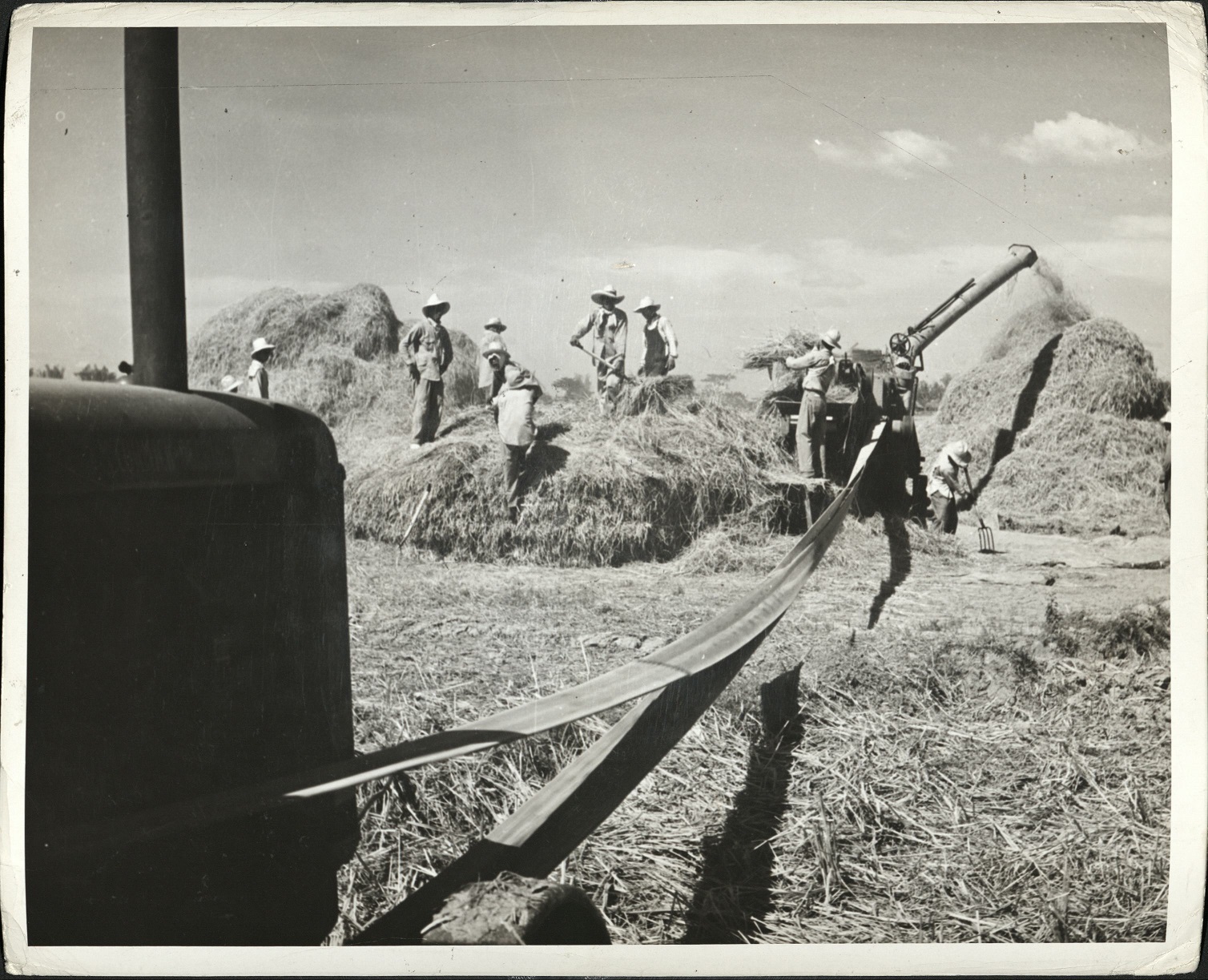 59. PHILIPPINES – Rice [harvesting]. (…)