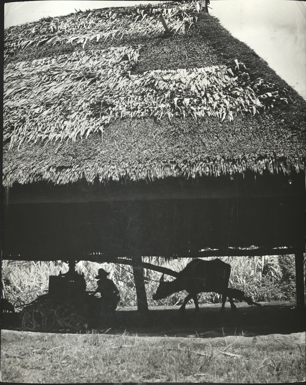 Muscavado [Muscovado] mill, Zamboanga, Philippines. (…)